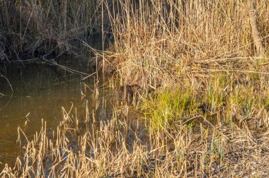 coypu in the lagoon, coypu in the swamp