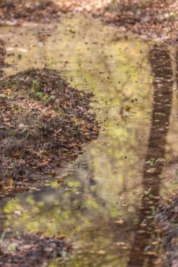 leaves along the river