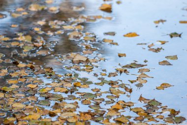 leaves along the river