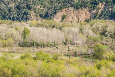trees in  forest, nature