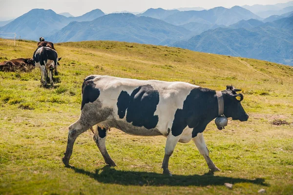 Alpine Cow Black White Cow — Stock Photo, Image