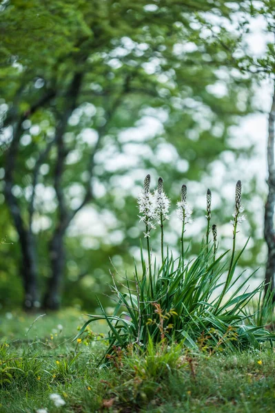 Beautiful Flowers Growing Lawn —  Fotos de Stock