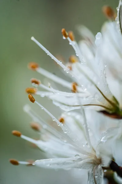 Close Beautiful Flower Growing Lawn —  Fotos de Stock