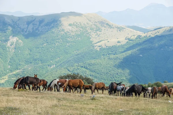 Herd Horses Grazing Grass Wild Horses Wild Herd Indian Horses — Stock Photo, Image