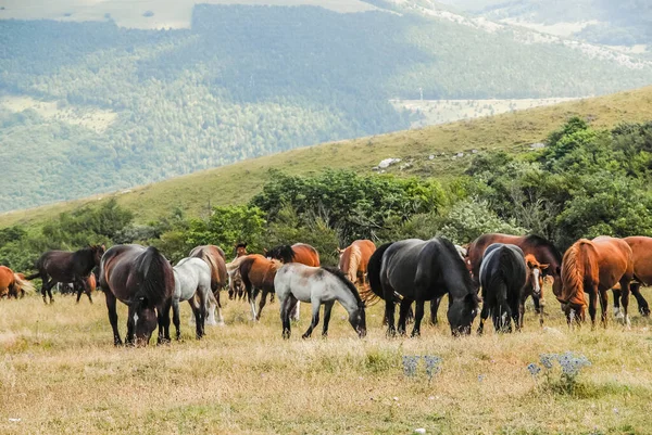 herd of horses grazing grass, wild horses, wild herd, indian horses
