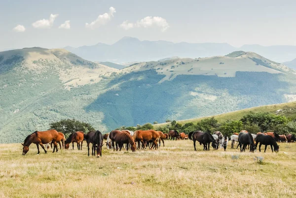 Herd Horses Grazing Grass Wild Horses Wild Herd Indian Horses — Stock Photo, Image