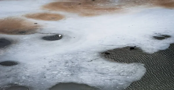 duck swimming in the iced lake