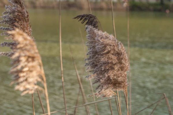 Sazlık bitkisine yakın çekim