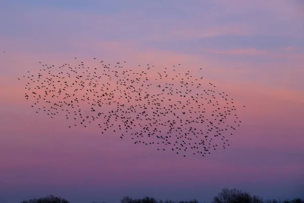 Troupeau Oiseaux Migrateurs Dans Ciel Coloré Coucher Soleil — Photo