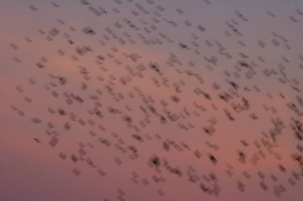Migrazione Degli Uccelli Stormo Uccelli Migratori Uccelli Migratori Tramonto — Foto Stock