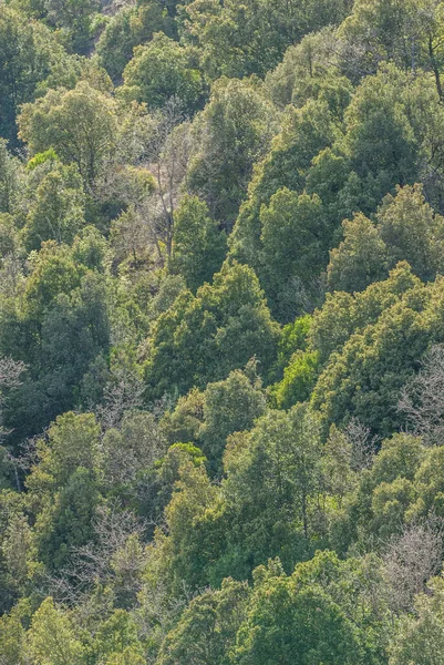 Drzewa Lesie Przyroda — Zdjęcie stockowe