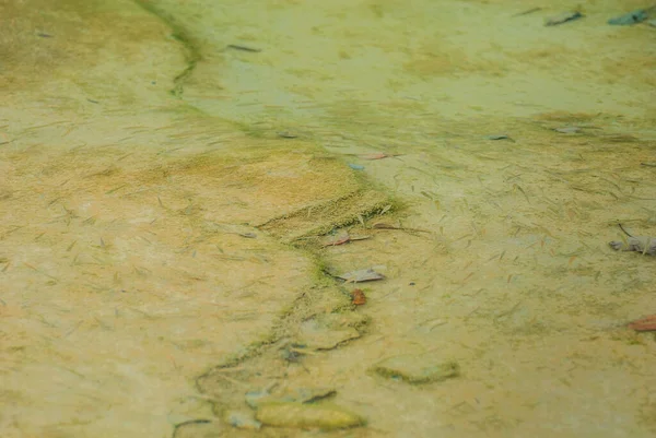 川の水の魚の渦 — ストック写真
