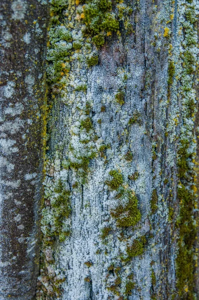Лед Стволе Дерева Замороженное Дерево — стоковое фото