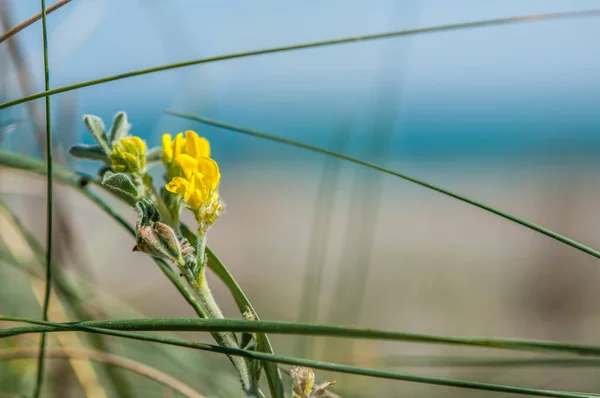 Krásná Žlutá Květina Rozmazané Pozadí — Stock fotografie