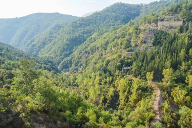 forest in the hills, nature