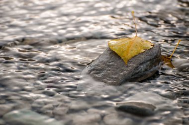 ripples of water and  leaf on the rocks