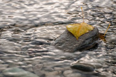 ripples of water and  leaf on the rocks
