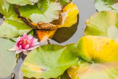 Nilüfer çiçeği, gölette sulu zambak.