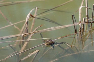 Sudaki kurbağa, hayvan.