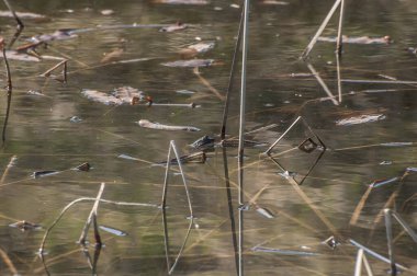  Sudaki kurbağa, hayvan.