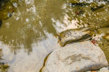 flowing water and rapids