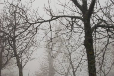 gloomy trees in the fog