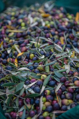 Mediterranean olives  harvest, close up
