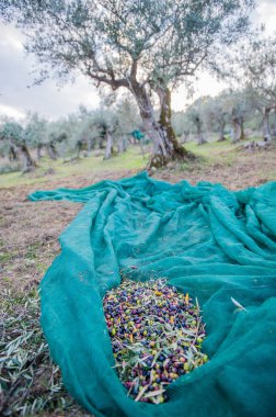Zeytinlik ve zeytin hasadı