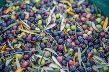 olives  harvest, close up