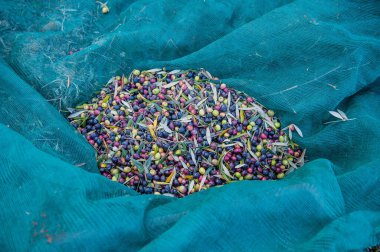 olives  harvest, close up