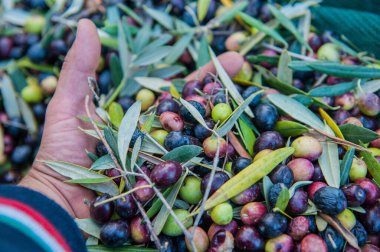 olives on palm, close up
