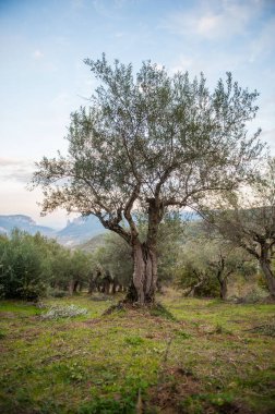 olive grove and old trees
