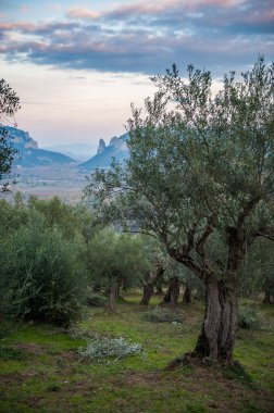 olive grove and old trees