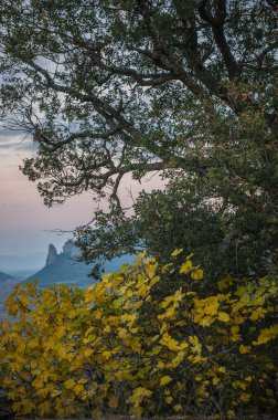 mountains and colored trees crown background