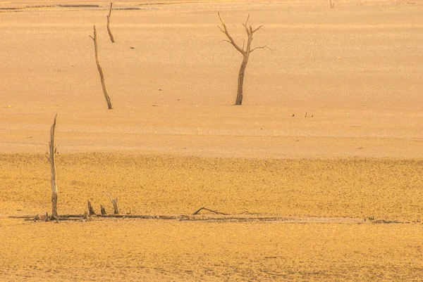 desert and dry trees