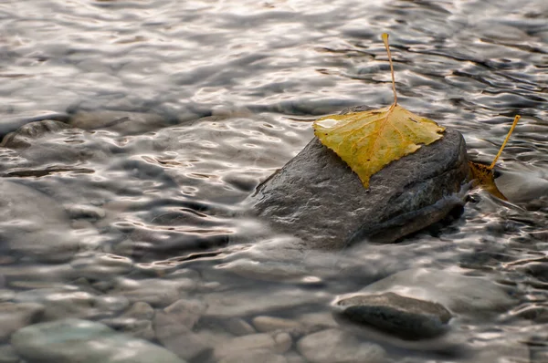 Ripples Water Leaf Rocks — Foto Stock