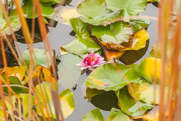 Nilüfer Çiçeği Gölette Sulu Zambak — Stok fotoğraf