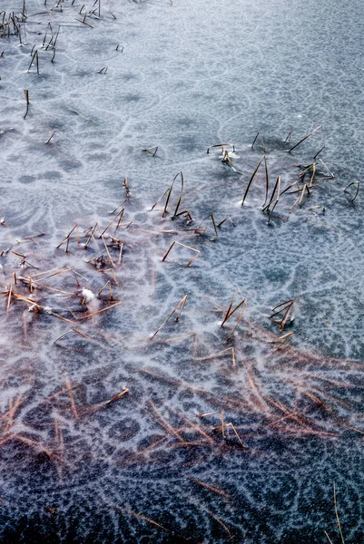 凍った湖の乾燥した植物 — ストック写真