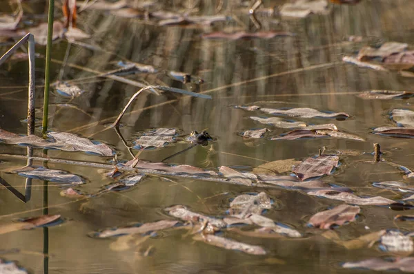 水の中のカエル動物 — ストック写真