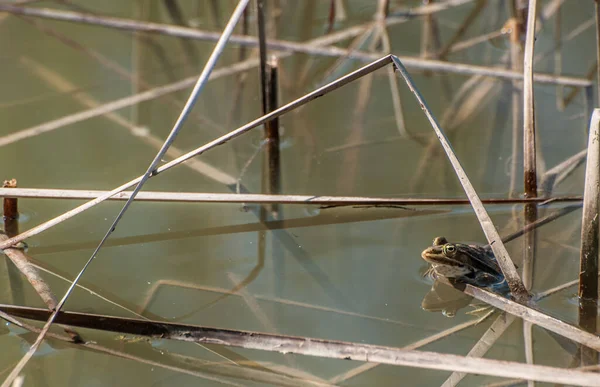  Sudaki kurbağa, hayvan.