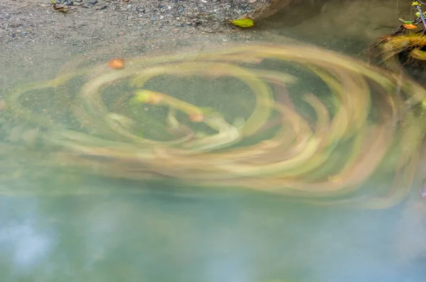 Whirlpool Leaves Water — Stock Photo, Image