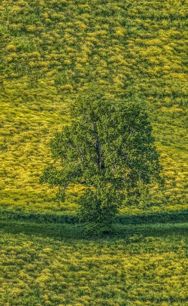 Зеленое Дерево Зеленом Лугу Днем — стоковое фото