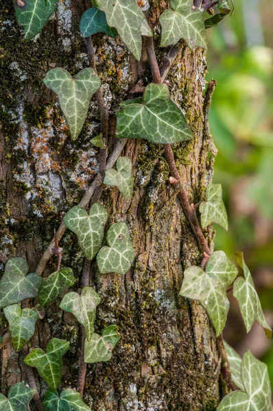 Дерево Ствол Зелеными Листьями Крупный План — стоковое фото
