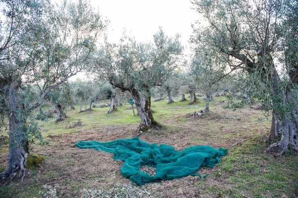Olive Grove Olive Harvest — 图库照片