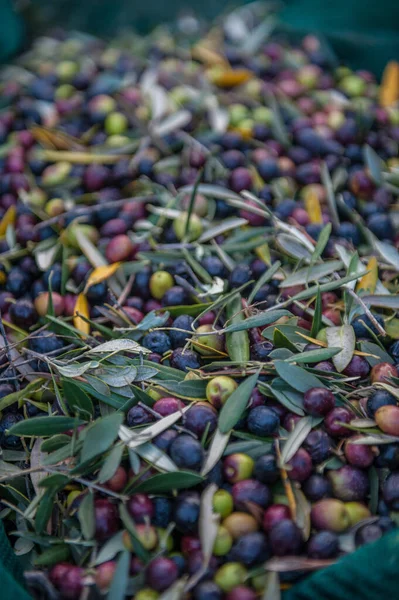 Mediterranean olives  harvest, close up
