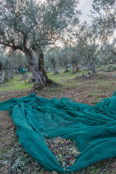 Olive Grove Olive Harvest — Fotografia de Stock