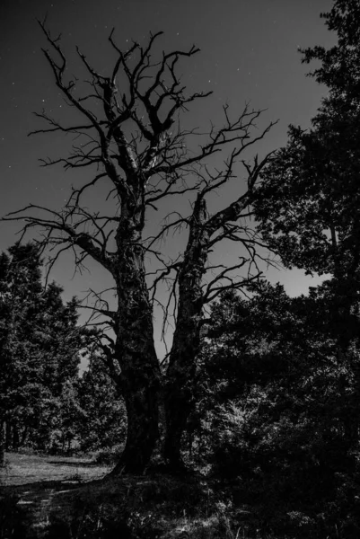 Big Dry Oak Moonlight Black White — Stock Photo, Image