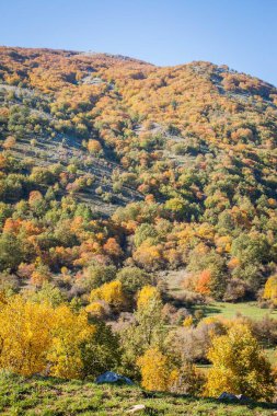 Sonbaharda kayın ormanı, sonbaharda dağ ormanı, sonbaharda renkli orman.