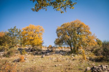 Sonbaharda meşe ağaçları, sonbaharda meşe ağaçları.