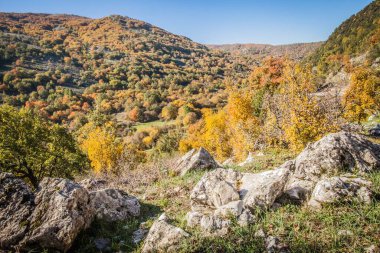 Sonbaharda kayın ormanı, sonbaharda dağ ormanı, sonbaharda renkli orman.